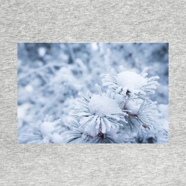 Hoarfrost on conifer tree needles by Juhku